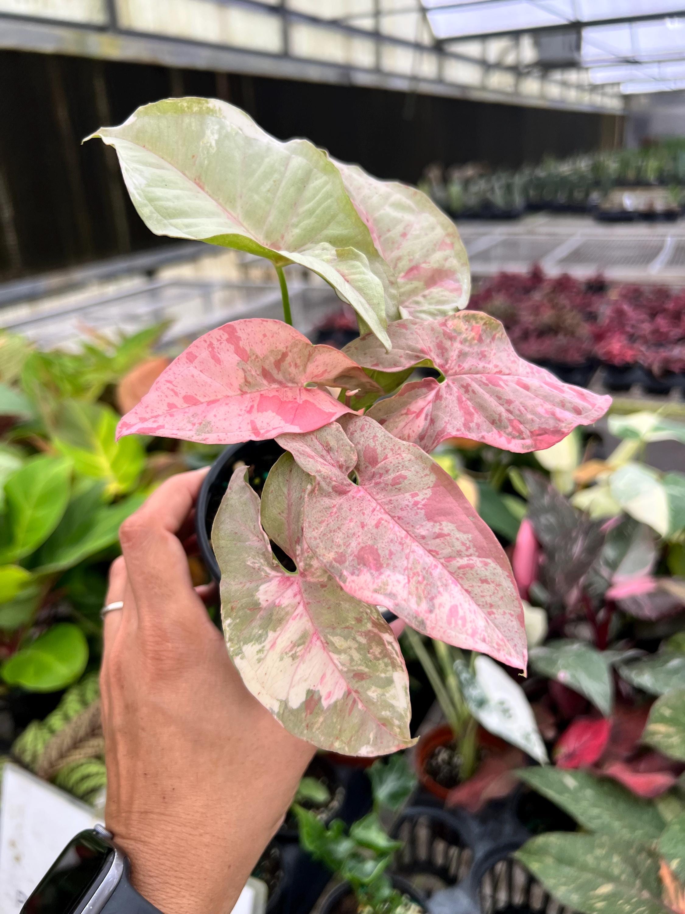 Syngonium Double Pink Pot 4. Pink Perfection, Doubled - Indoor Plants -  Houseplant - Tropical Foliage - Etsy
