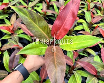 purple shiso plant Purple Shiso – Kids Seed Co