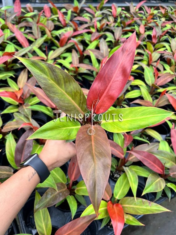 pothos lizard queen Epipremnum aureum 'Lizard Queen'