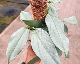 Philodendron Silver Sword with Pole Pot 4” Indoor Plants -  Houseplant - Tropical Foliage