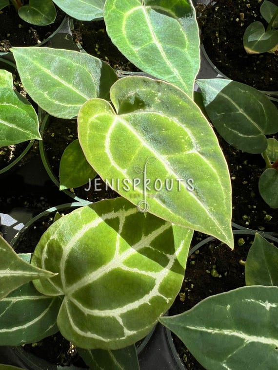 Anthurium Crystallinum - House Plant Dropship 4" / Nursery Pot