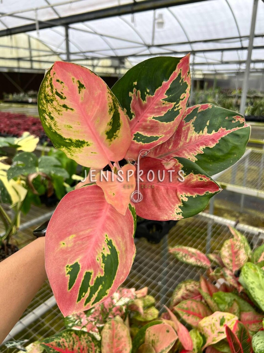 Aglaonema Hello Kitty Pot 4” | Pastel Tones, Sweet Vibes