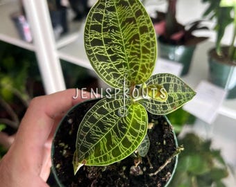 Jewel Orchid Macodes Petole: Tropical Houseplant in 3" Pot