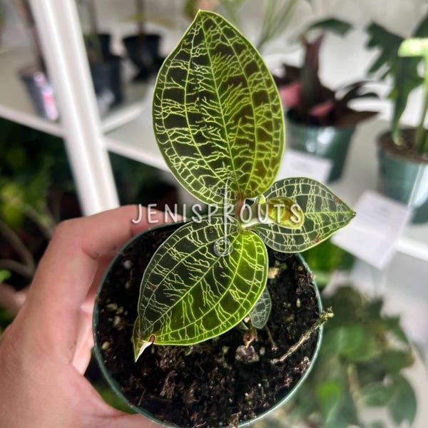 Jewel Orchid Macodes Petole: Tropical Houseplant in 3" Pot