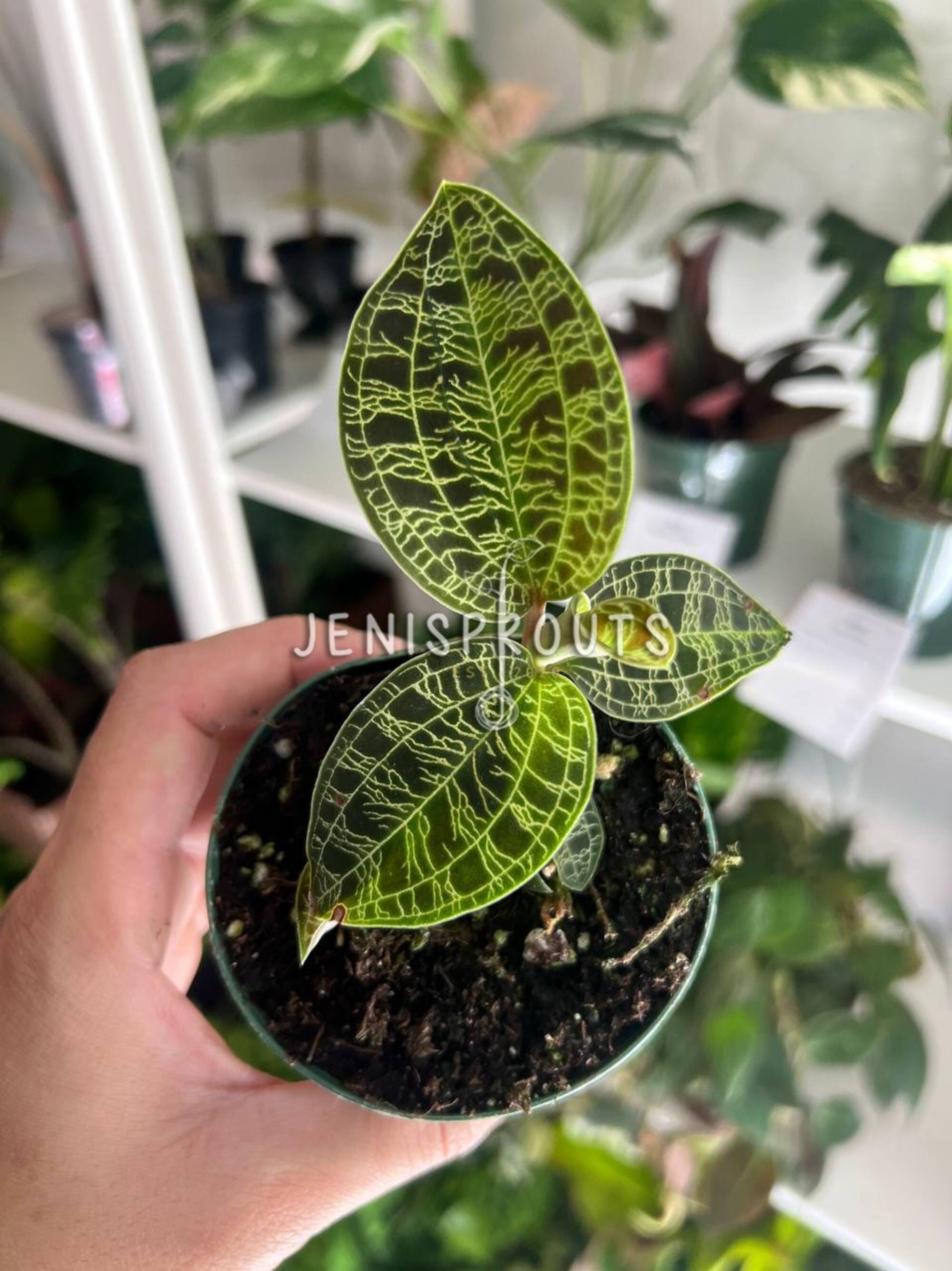 Jewel Orchid Macodes Petole: Tropical Houseplant in 3