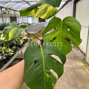 May include: A variegated Monstera Deliciosa plant with large, green leaves with yellow variegation. The plant is being held by a hand in a greenhouse setting.