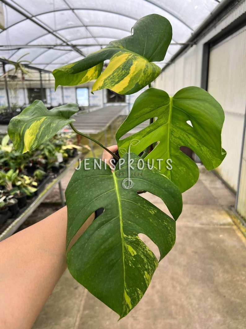 May include: A variegated Monstera Deliciosa plant with large, green leaves with yellow variegation. The plant is being held by a hand in a greenhouse setting.