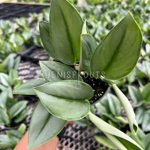 May include: A close-up of a silver satin pothos plant with large, green leaves. The plant is being held by a hand and is surrounded by other plants in a greenhouse setting.