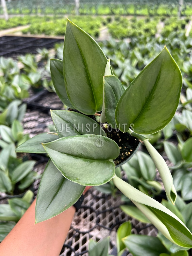 May include: A close-up of a silver satin pothos plant with large, green leaves. The plant is being held by a hand and is surrounded by other plants in a greenhouse setting.