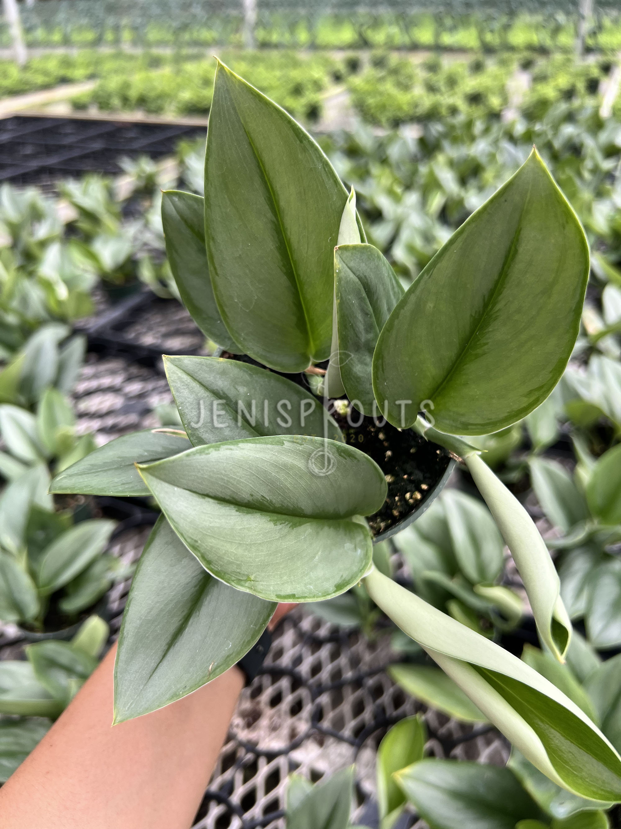 Scindapsus Treubii Moonlight: Tropical Houseplant in 4" Pot - Etsy