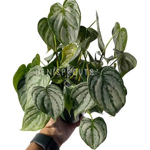Philodendron Brandtianum Pot 4” Indoor Plants -  Houseplant - Tropical Foliage
