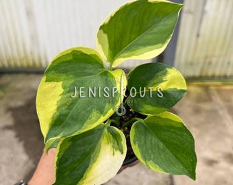 Epipremnum Poonsin Manjula: Variegated Tropical Houseplant - 4" Pot