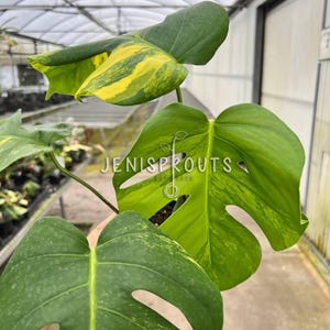 May include: A variegated Monstera plant with yellow and green leaves. The plant is in a pot and is being held by a hand. The background is a greenhouse.