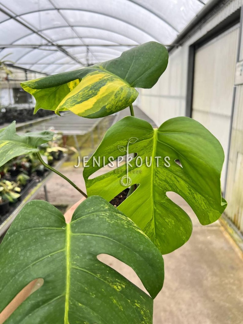 May include: A variegated Monstera plant with yellow and green leaves. The plant is in a pot and is being held by a hand. The background is a greenhouse.