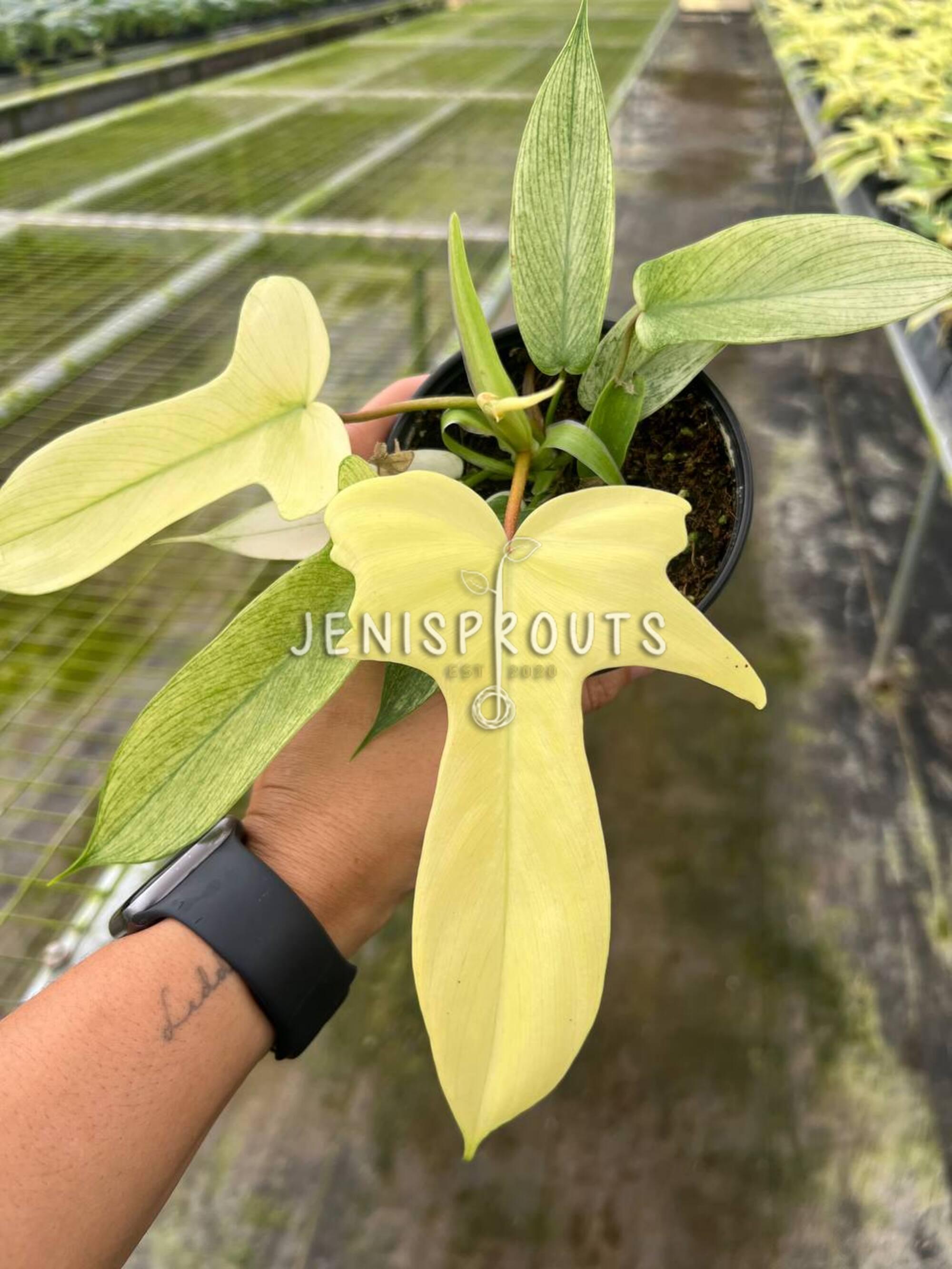 black moon snake plant Sansevieria Black Forest
