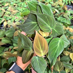 Philodendron Micans Pot 4”. Velvety, shimmery leaves for a luxurious look - Indoor Plants -  Houseplant - Tropical Foliage