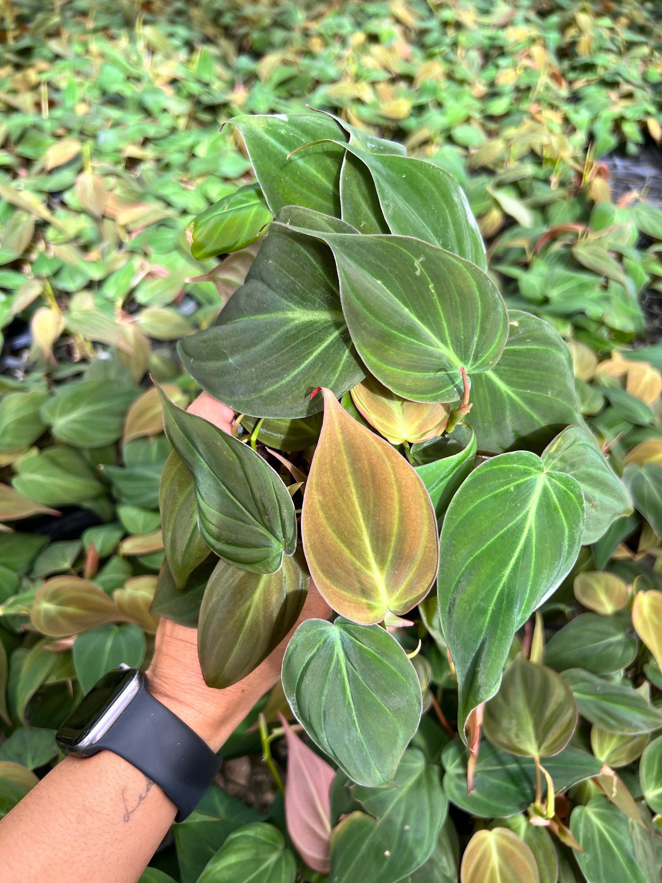 Philodendron Micans Pot 4”. Velvety, shimmery leaves for a luxurious look - Indoor Plants -  Houseplant - Tropical Foliage