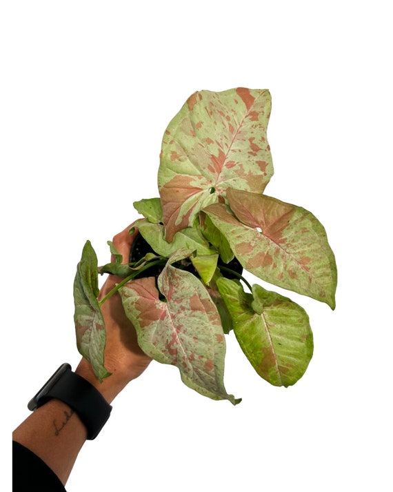 Syngonium Milk Confetti Pot 4”. Creamy white variegation on leaves - Indoor Plants -  Houseplant - Tropical Foliage