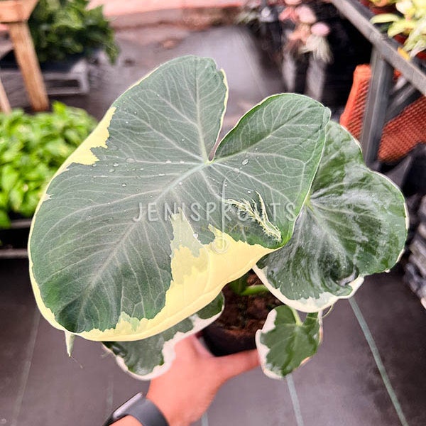 Alocasia Mickey Mouse Xanthosoma Variegated Pot 4” Indoor Plants -  Houseplant - Tropical Foliage
