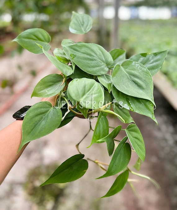 Philodendron Cordatum 'Heartleaf' 4" Pot / Nursery Pot