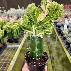 May include: A potted Euphorbia lactea 'Cristata' cactus with a green and cream-colored, fan-shaped crest. The cactus has a dark green, spiky stem and is planted in a black plastic pot. The text "JENISPROUTS EST 2020" is visible on the image.