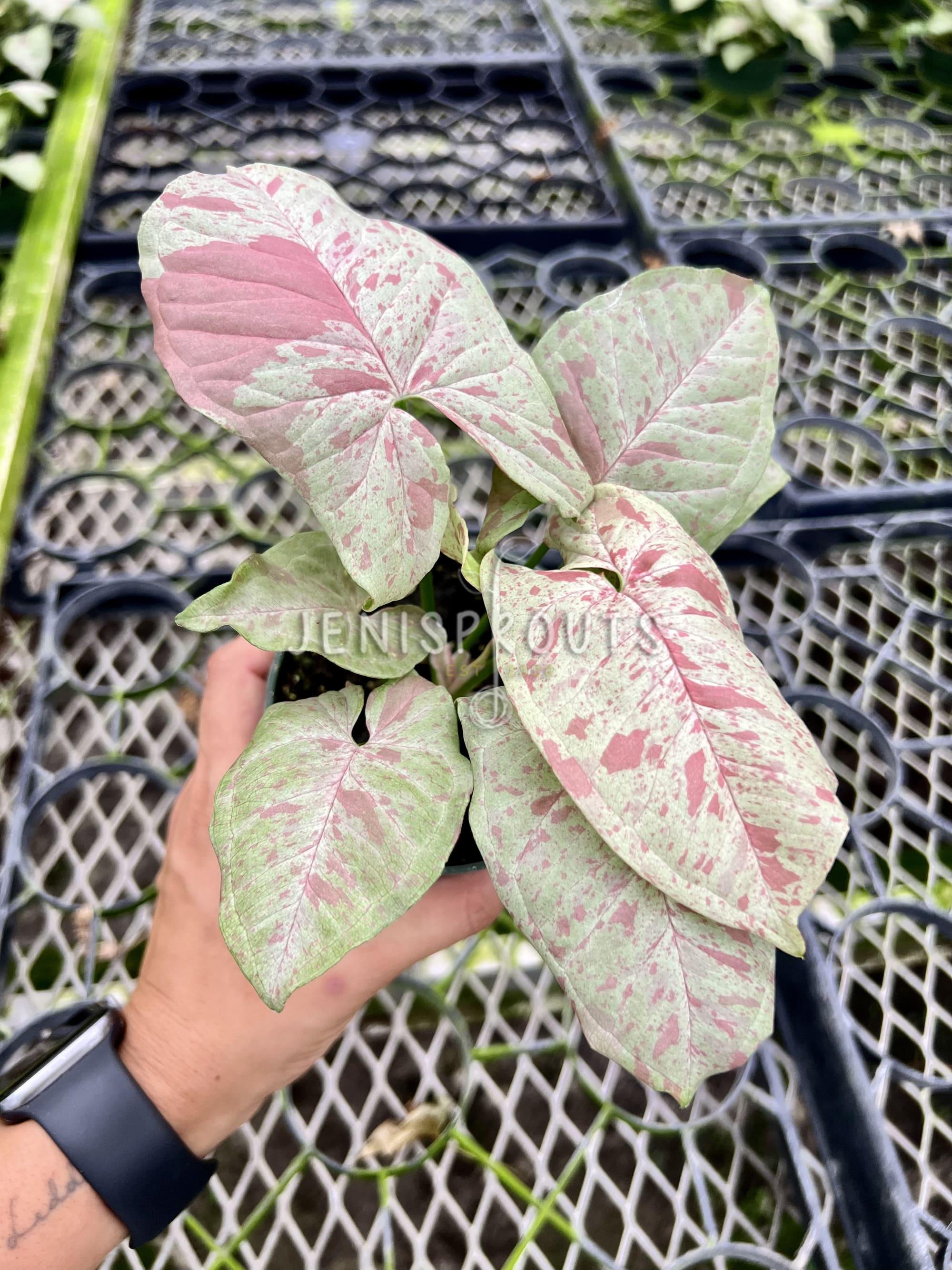 Syngonium Milk Confetti Pot 4”. Creamy white variegation on leaves - Indoor Plants -  Houseplant - Tropical Foliage