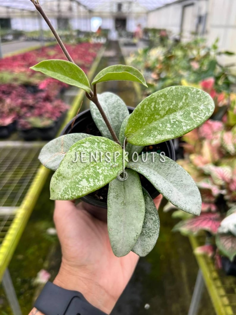 Jenisprouts Hoya Nova Ghost - Thumbnail 2