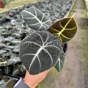 May include: A close-up of a dark green velvet leaf with white veins. The leaf is held in a hand, and the background is a blur of other plants.