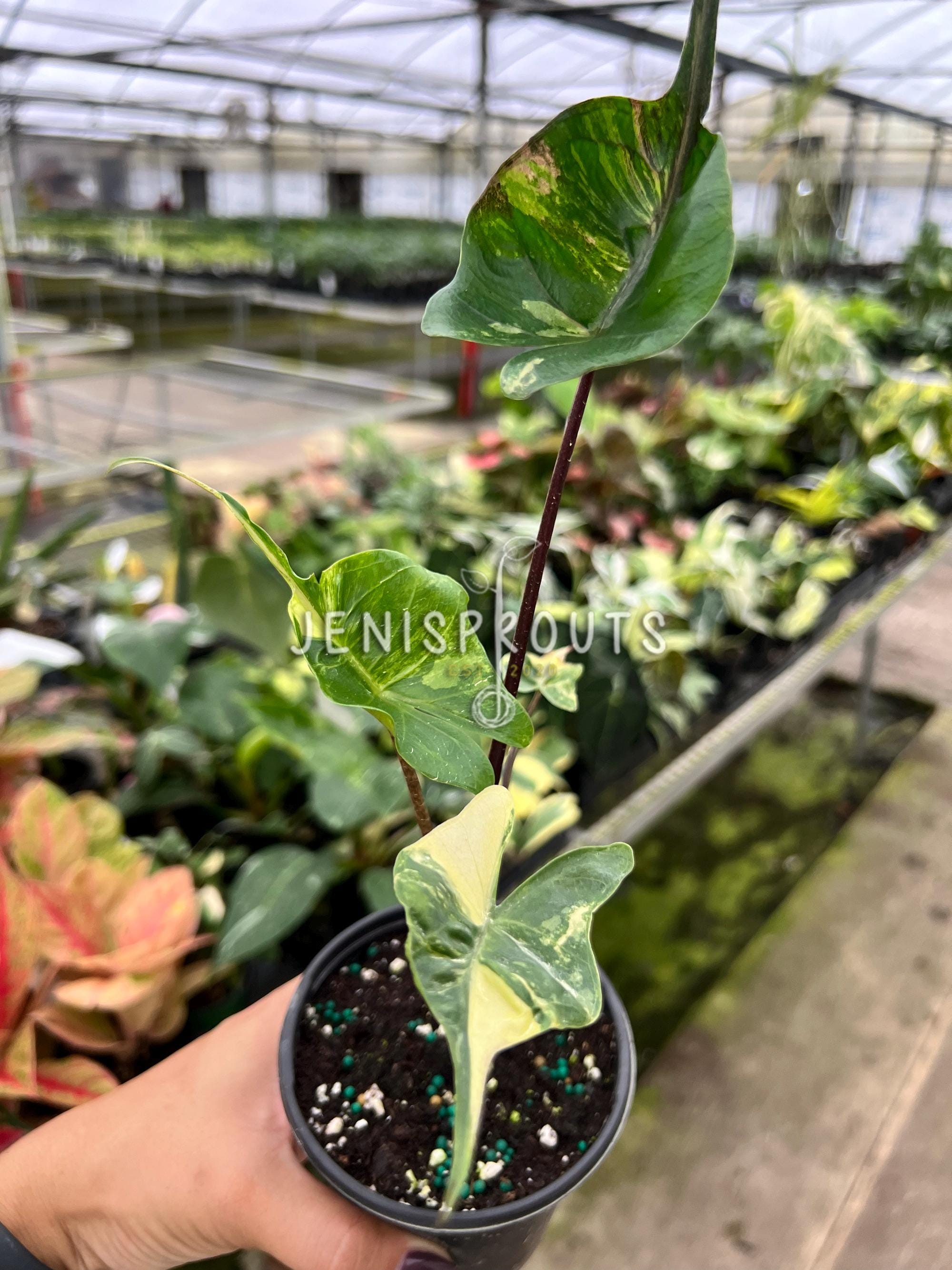 compo sana blumenerde günstig kaufen COMPO SANA Qualitäts-Blumenerde kaufen main image 1