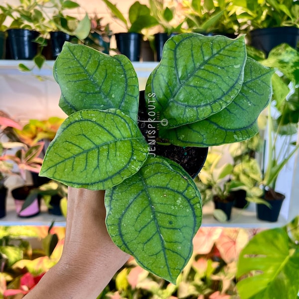 Hoya Callistophylla Vena Pot 4” - Rare Veined Hoya - Indoor Plant - Houseplant - Tropical Foliage