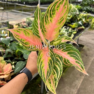 Aglaonema Pink Panama Pot 4”. A tropical paradise - Houseplant - Indoor Plant - Live plant - Colored Leaves