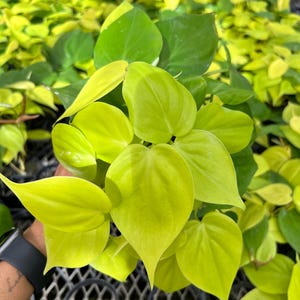 May include: Close-up of a vibrant green plant with heart-shaped leaves. The plant has a bright, almost neon, yellow-green hue, with some darker green leaves in the background. The plant is in a nursery setting.