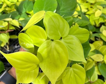 Philodendron Cordatum Lemon Lime Pot 4”. Vibrant lemon-lime leaves for a cheerful touch - Indoor Plants -  Houseplant - Tropical Foliage