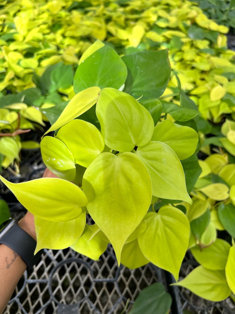 Jenisprouts Philodendron Cordatum