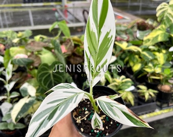 Musa Variegated ‘Banana Variegated’ Pot 3”. A tropical dream - Indoor Plants -  Houseplant - Tropical Foliage