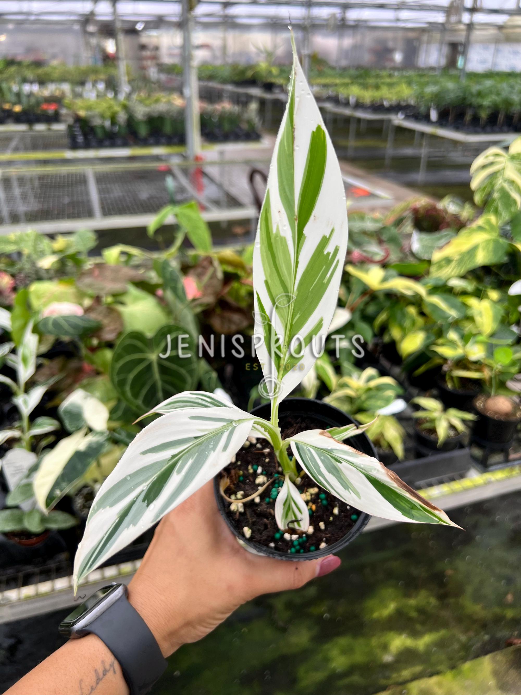 Musa Variegated 'banana Variegated' Pot 3”. A Tropical Dream