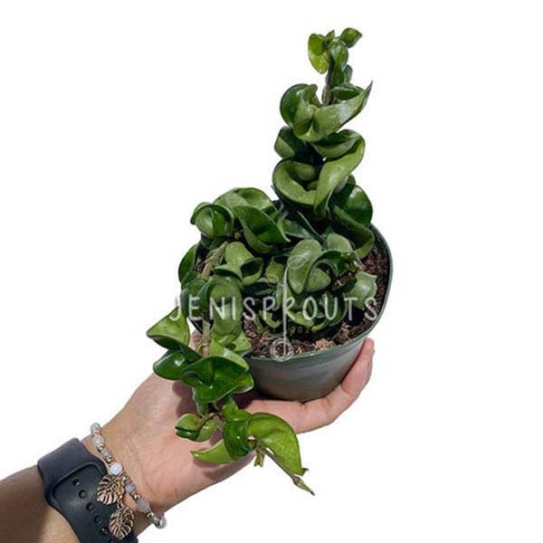 Hoya Compacta Pot 4” - Houseplant - Tropical Foliage