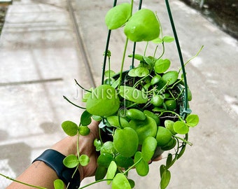 Dischidia Platyphylla Pot 5” Indoor Plants -  Houseplant - Tropical Foliage