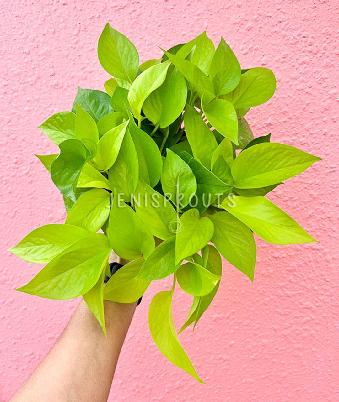 peace lily pots American Plant Exchange Spathiphyllum Peace Lily Live Plant, Easy Care Flowering Houseplant, 6-Inch White Deco Pot, 15-24 Inches Tall, Low Light, main image 0