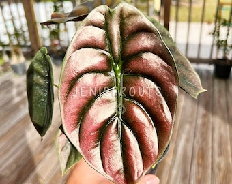 Alocasia Cuprea 'red Secret': Copper Metallic Indoor Plant (4
