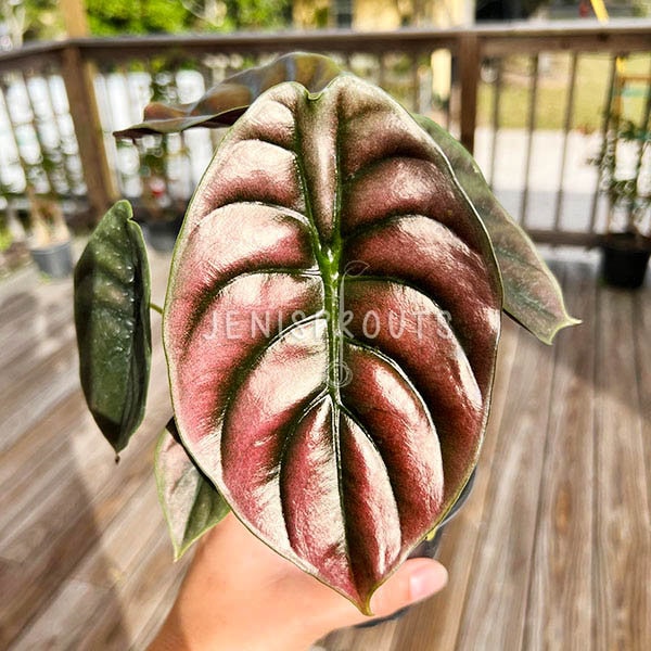 Alocasia Cuprea 'Red Secret': Copper Metallic Indoor Plant (4" Pot)