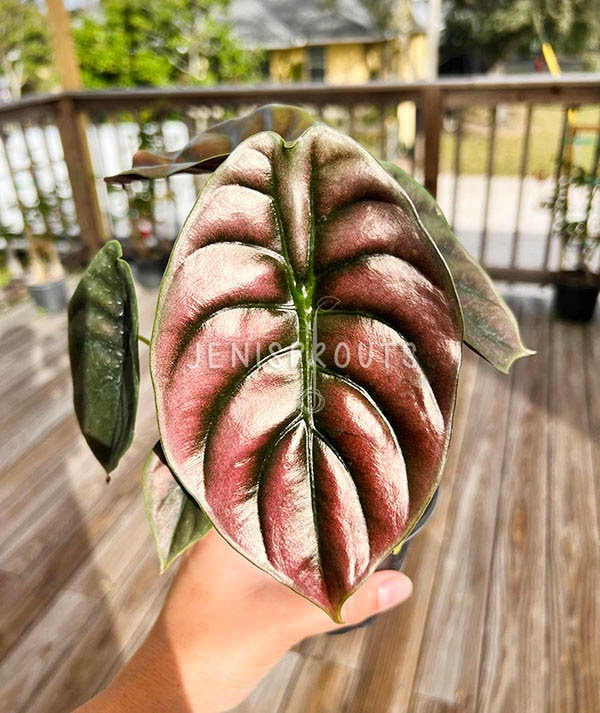 Alocasia Cuprea 'red Secret': Copper Metallic Indoor Plant (4