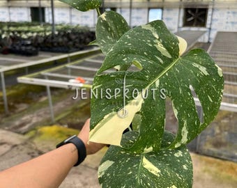 Monstera Thai Constellation: Variegated Indoor Plant - 4" Pot
