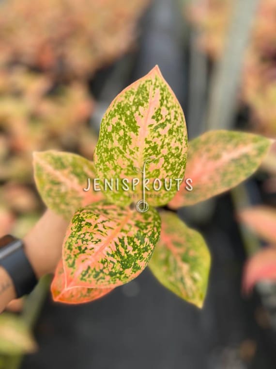 Aglaonema Orange Stardust Plant: Colorful Indoor Foliage, 4