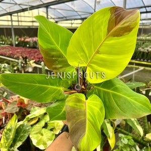May include: A vibrant green and yellow Philodendron Birkin plant with red stems. The plant has large, heart-shaped leaves with variegation.