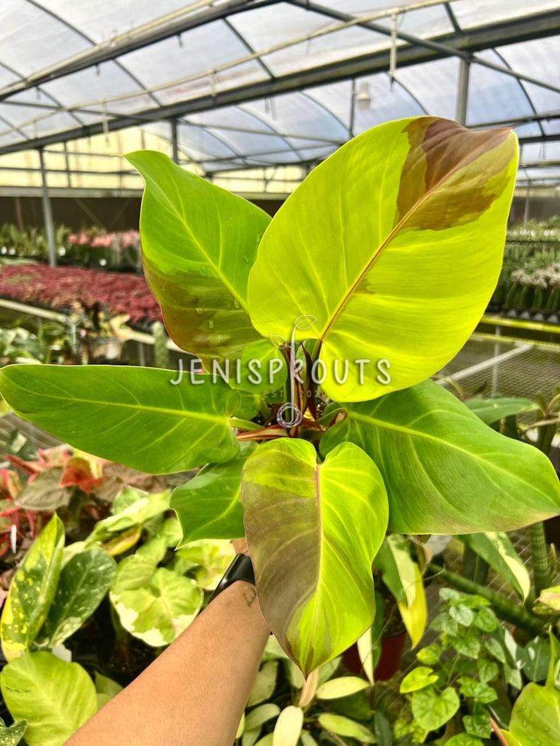May include: A vibrant green and yellow Philodendron Birkin plant with red stems. The plant has large, heart-shaped leaves with variegation.