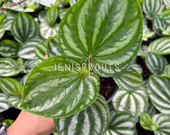 Peperomia Ecuador Sp Pot 4&quot;. Unique, textured leaves with a vibrant color - Indoor Plants -  Houseplant - Tropical Foliage