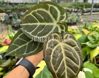 Anthurium Michelle x Black Velvet – Hybrid Velvet Aroid – 4” Pot