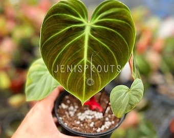 Philodendron El Choco Red Pot 4” Indoor Plants -  Houseplant - Tropical Foliage