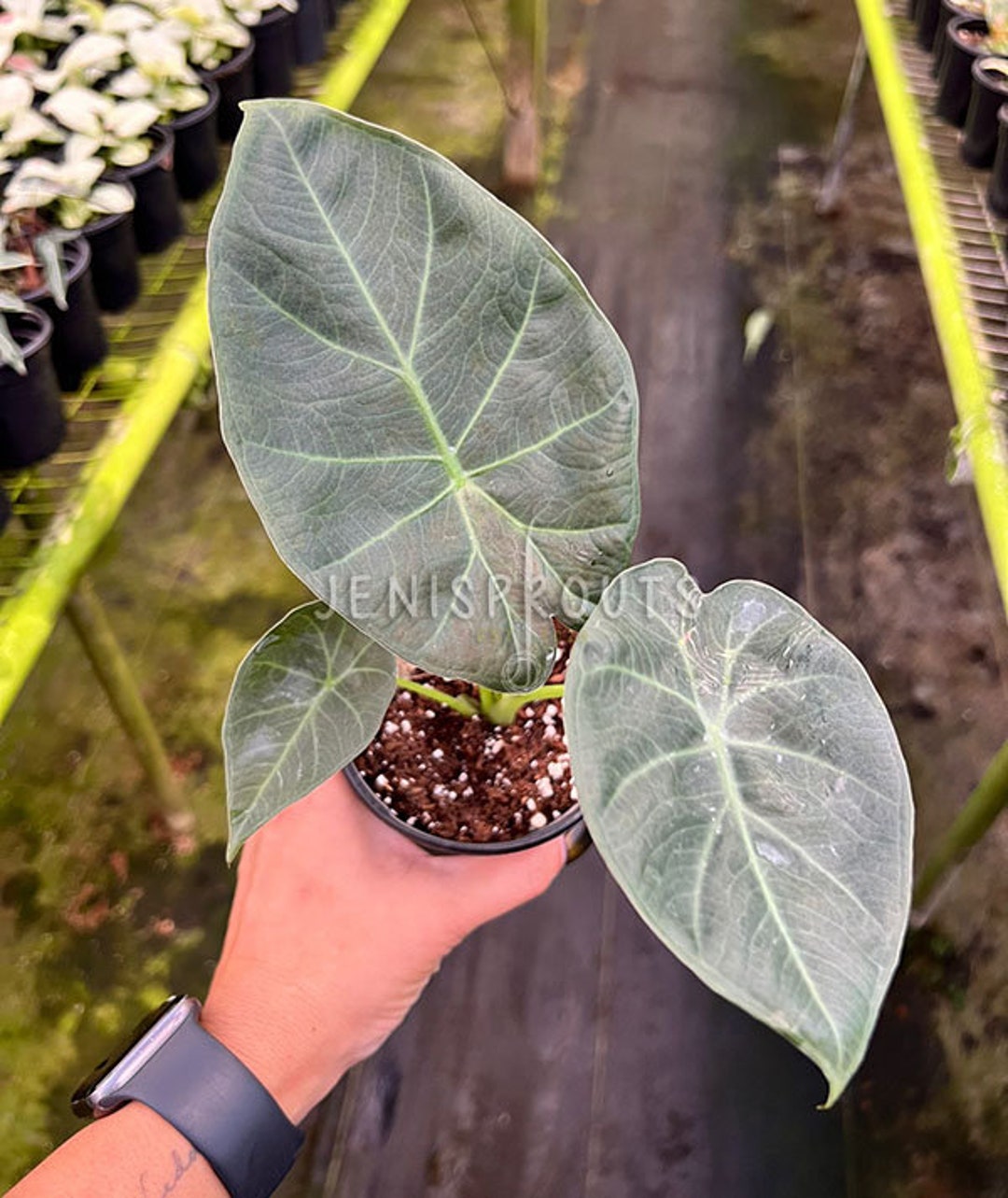 【最終価格】TC株Alocasia Regal ShielcVariegated Alocasia regal shields variegata | Welovetropicalplants